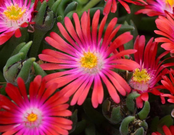 Delosperma Jewel of Desert Garnet
