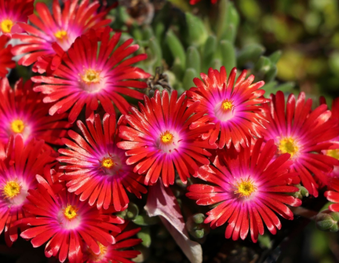 Delosperma Jewel of Desert Garnet