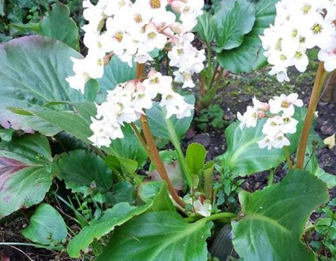 Bergenia Bressingham White