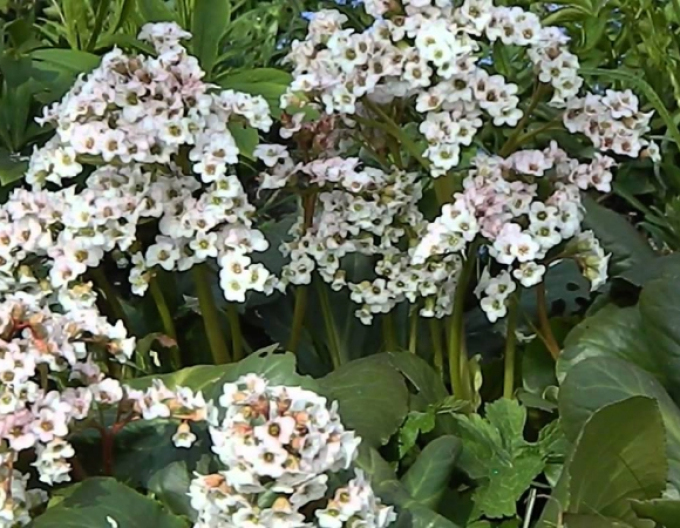 Bergenia Bressingham White