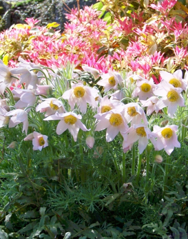 Koniklec luční Pinwheel White