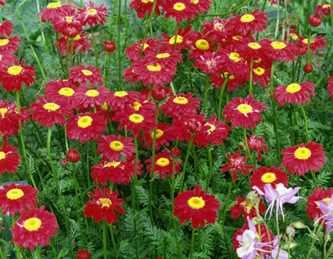 Margaret ´Robinson´s Red´