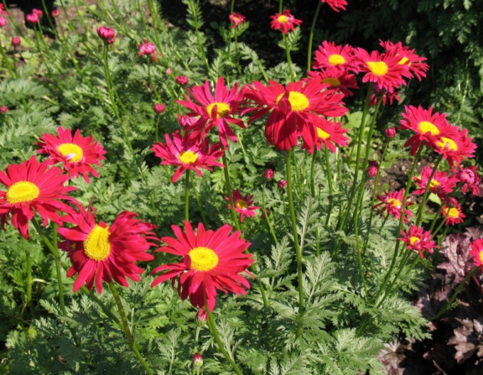 Margaret ´Robinson´s Red´
