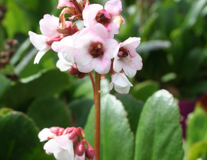 Bergenia ´Dragonfly Angel Kiss´
