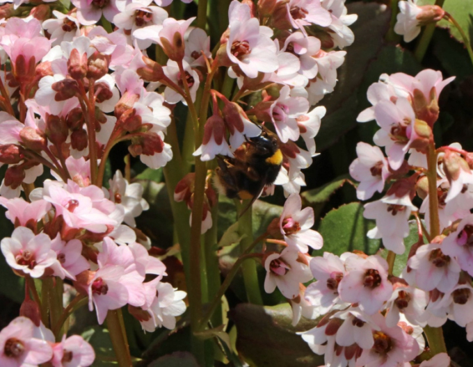 Bergenia ´Dragonfly Angel Kiss´