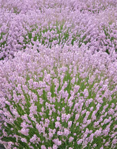 Levandule ´Rosea´