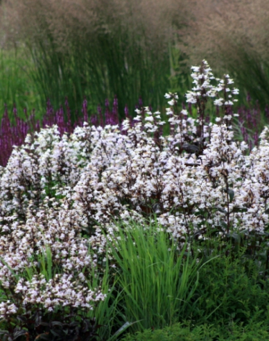 Dráčik Huskers Red