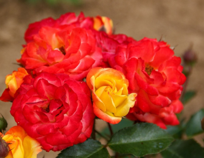 ROSE "Rumba"