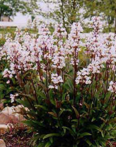 Dráčik Huskers Red