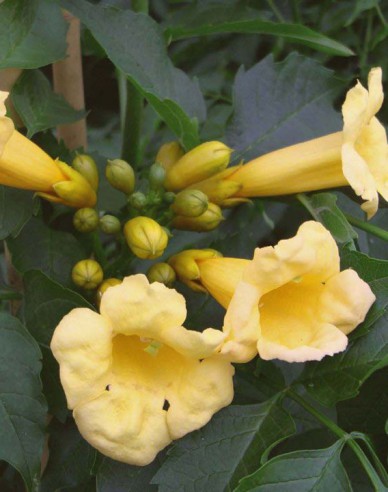 Trubač popínavý ´Flava´