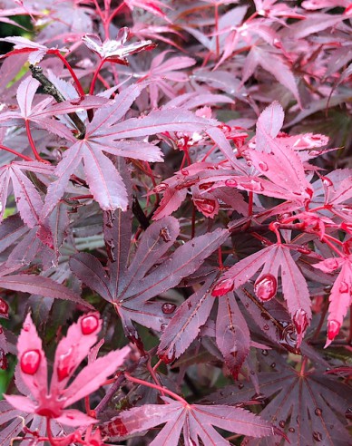 Javor Atropurpureum