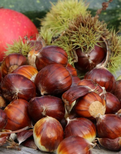 Kaštan ´Lyon´, prostok.