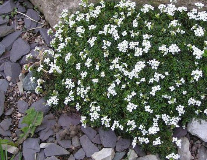 Řeřuška alpská ´Crystal Carpet´
