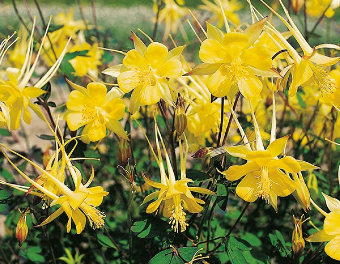 Orlíček ´Yellow´