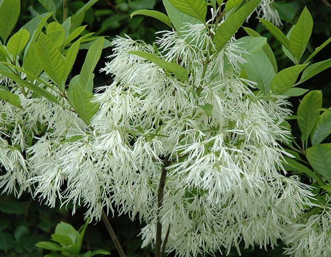 Chionant