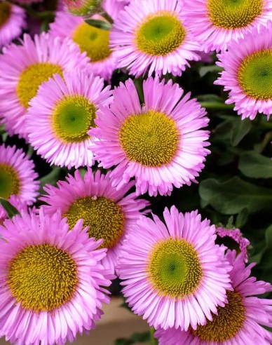 Turan ´Sea Breeze´