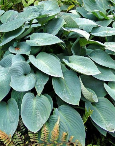 Hosta  ´Blue Cadet´