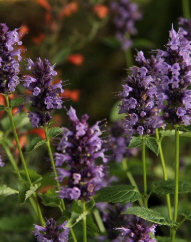 Agastache ´Black Adder´