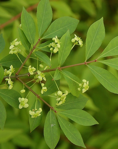 Brslen křídlatý 40 - 50cm