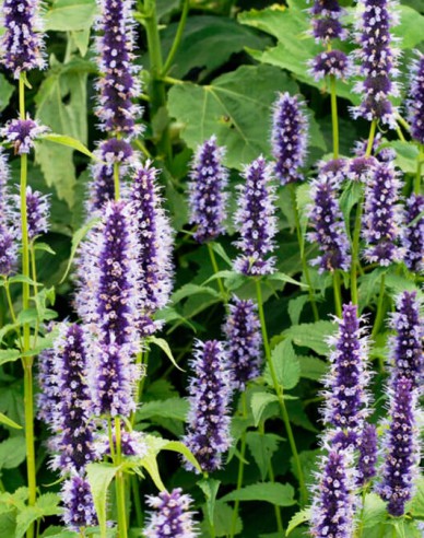 Agastache ´Black Adder´