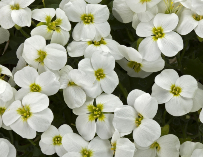 Tařička ´White´