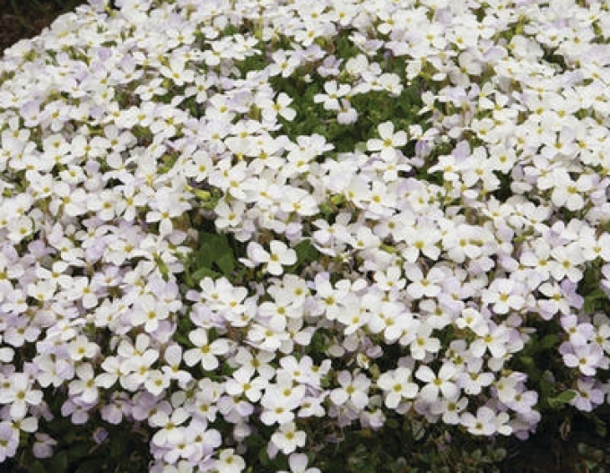 Tařička ´White´