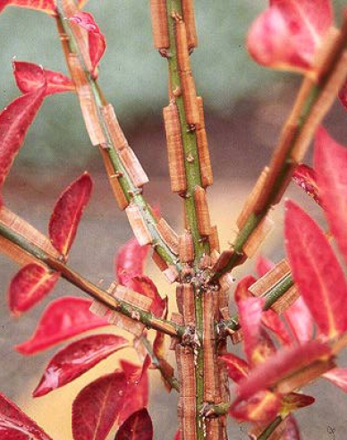 Brslen křídlatý 40 - 50cm