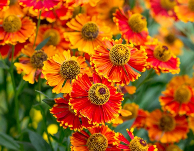 Helenium ´Waltraut´