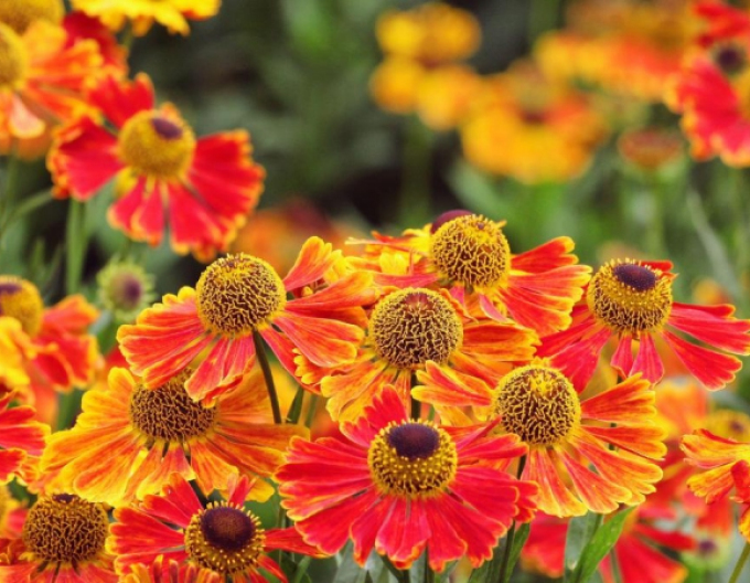 Helenium ´Waltraut´