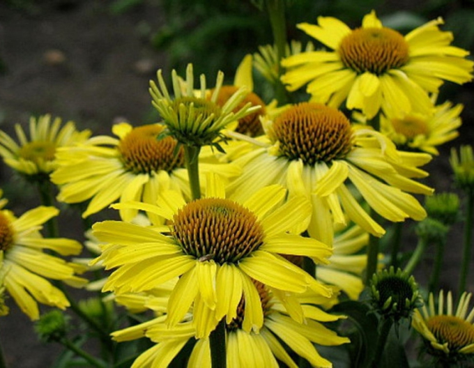 Echinacea ´Cleopatra´