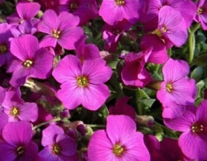 Tařička´Florado Rose Red´