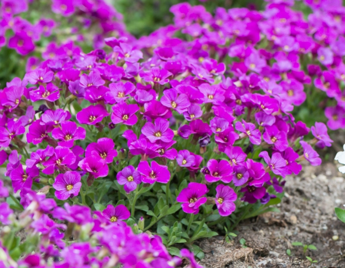 Tařička´Florado Rose Red´
