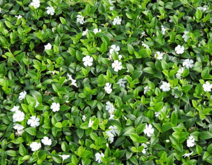 Wintergreen Gertrude Jekyll