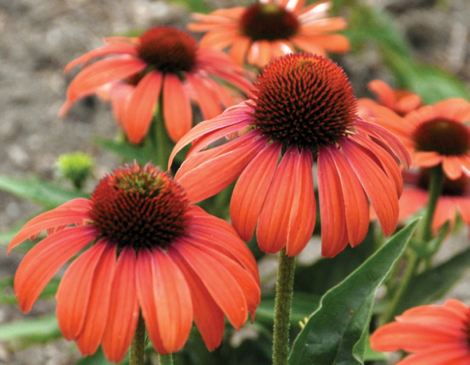 Echinacea ´Julia´