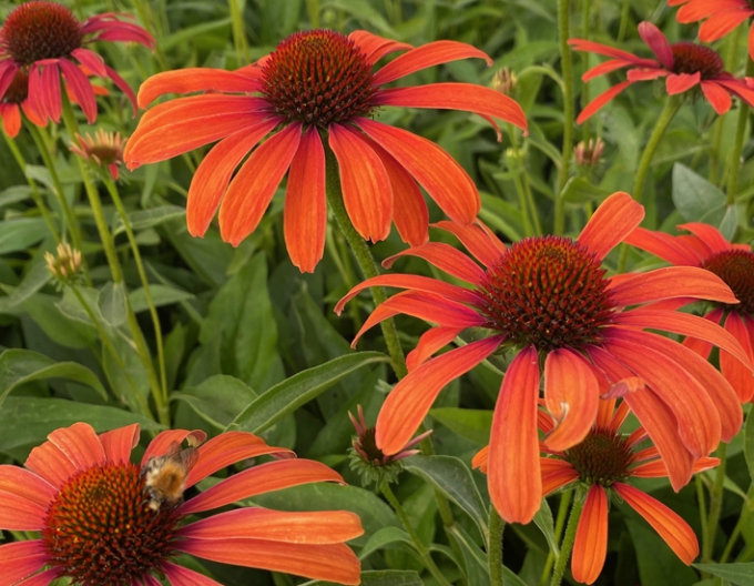 Echinacea ´Julia´