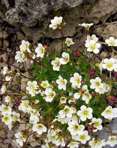 Lomikámen arendsův  Rockies White