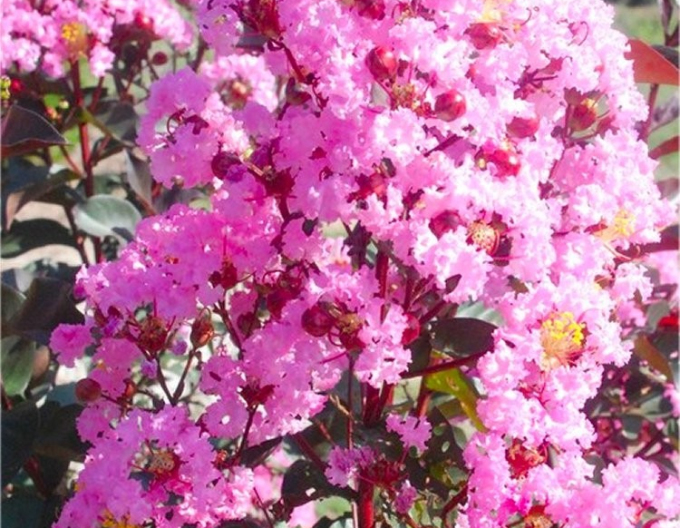 Pukol indický, krepová myrta Rhapsody in Pink