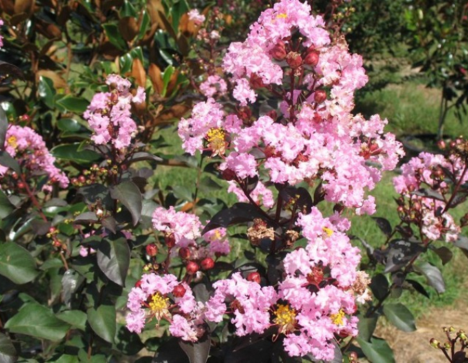 Pukol indický, krepová myrta Rhapsody in Pink