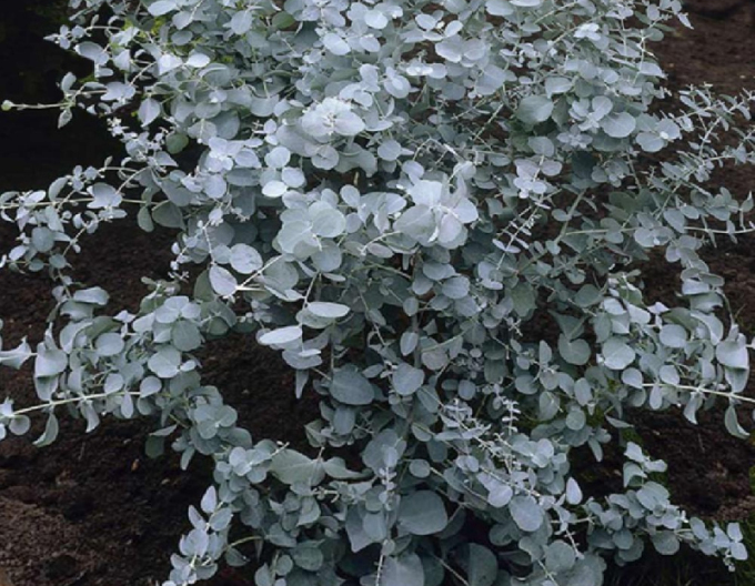 Eukalyptus ´Silverana´