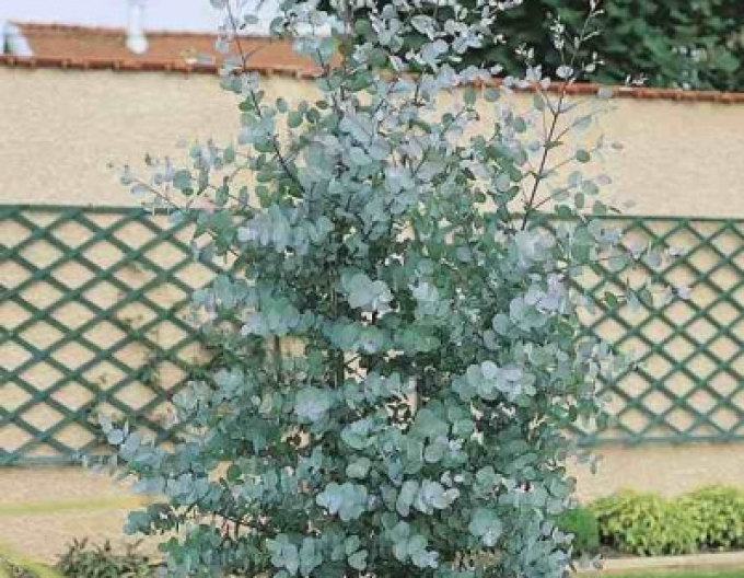 Eukalyptus ´Silverana´