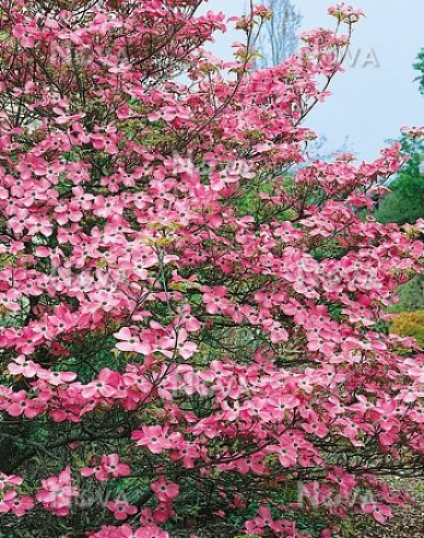 Kvetoucí dřín Cherokee Sunset