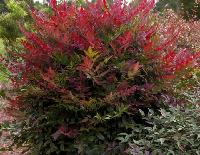 Nandina domácí