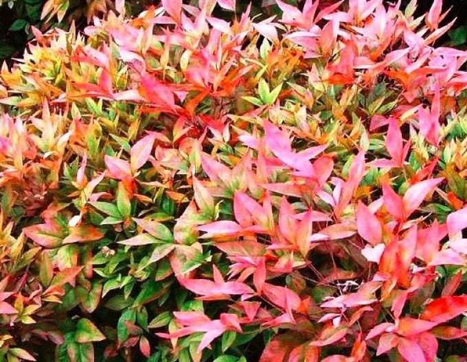 Nandina domácí
