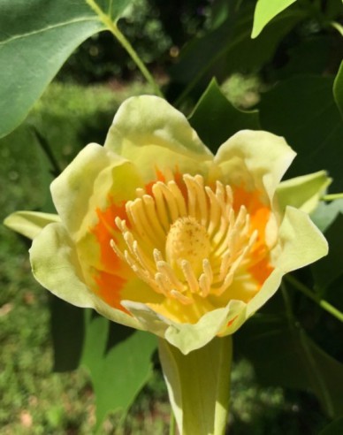 Liliovník tulipánokvětý (Liriodendron tulipifera)