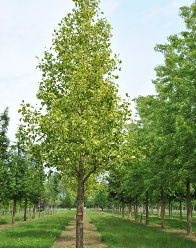 Liliovník tulipánokvětý (Liriodendron tulipifera) na kmínku 140cm