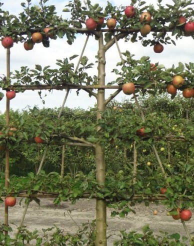 Sloupovitá jabloň Cox Orange