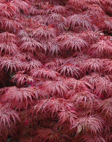 Javor dlanitolistý Garnet na kmínku 145cm