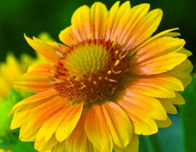 Kokarda  Arizona Yellow