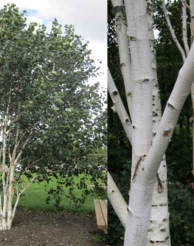 Himálajská bříza vícekmen