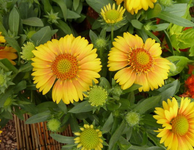 Kokarda  Arizona Yellow